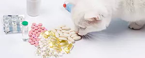 VETERINARY NUTRITION